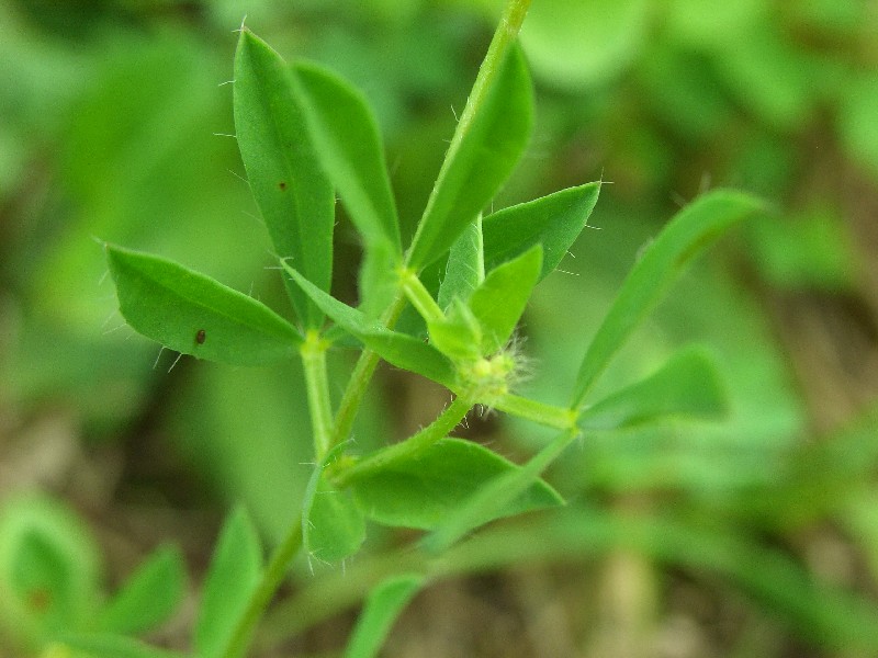 Lotus pedunculatus e Commelina communis